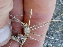 Zoysia minima
