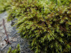 Racomitrium heterostichum