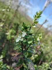 Teucrium cubense