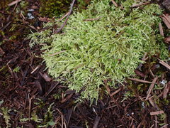 Brachythecium albicans