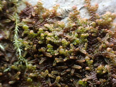 Frullania nisquallensis