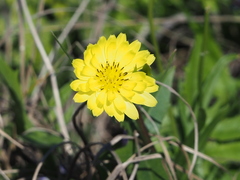 Pyrrhopappus pauciflorus