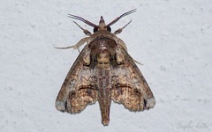 Paectes abrostoloides