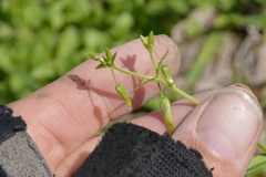 Cerastium brachypodum