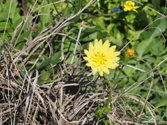 Pyrrhopappus pauciflorus