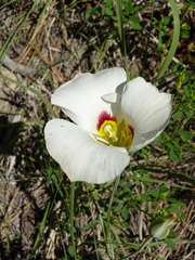 Calochortus nuttallii
