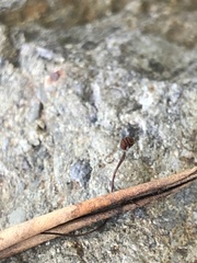 Cryptomarasmius corbariensis