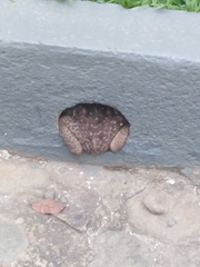 Rhinella horribilis