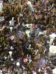 Cladonia pleurota