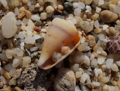 Conus papilliferus