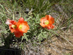 Sphaeralcea coccinea