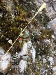 Cladonia pleurota