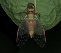 Cicadoidea