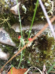 Cladonia pleurota