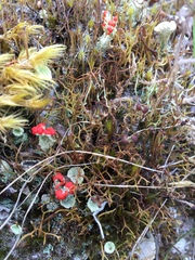 Cladonia pleurota