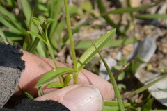 Cerastium brachypodum