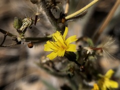 Pilosella horrida