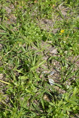 Cerastium brachypodum