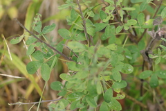 Cytisus nigricans