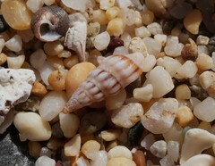 Austrodrillia angasi