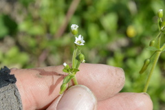 Cerastium brachypodum