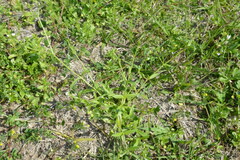 Cerastium brachypodum