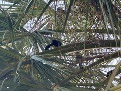 Quiscalus lugubris