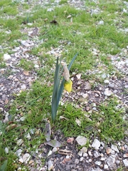 Narcissus pseudonarcissus
