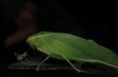 Caedicia simplex