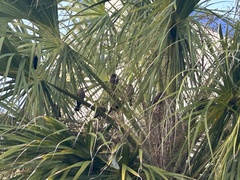 Quiscalus lugubris
