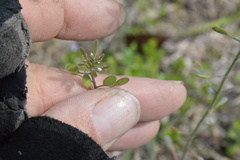 Tomostima platycarpa
