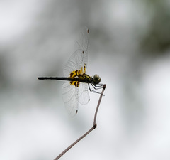 Celithemis ornata