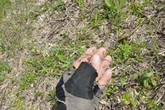 Tomostima platycarpa