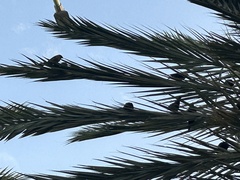 Quiscalus lugubris