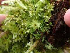 Plagiomnium venustum