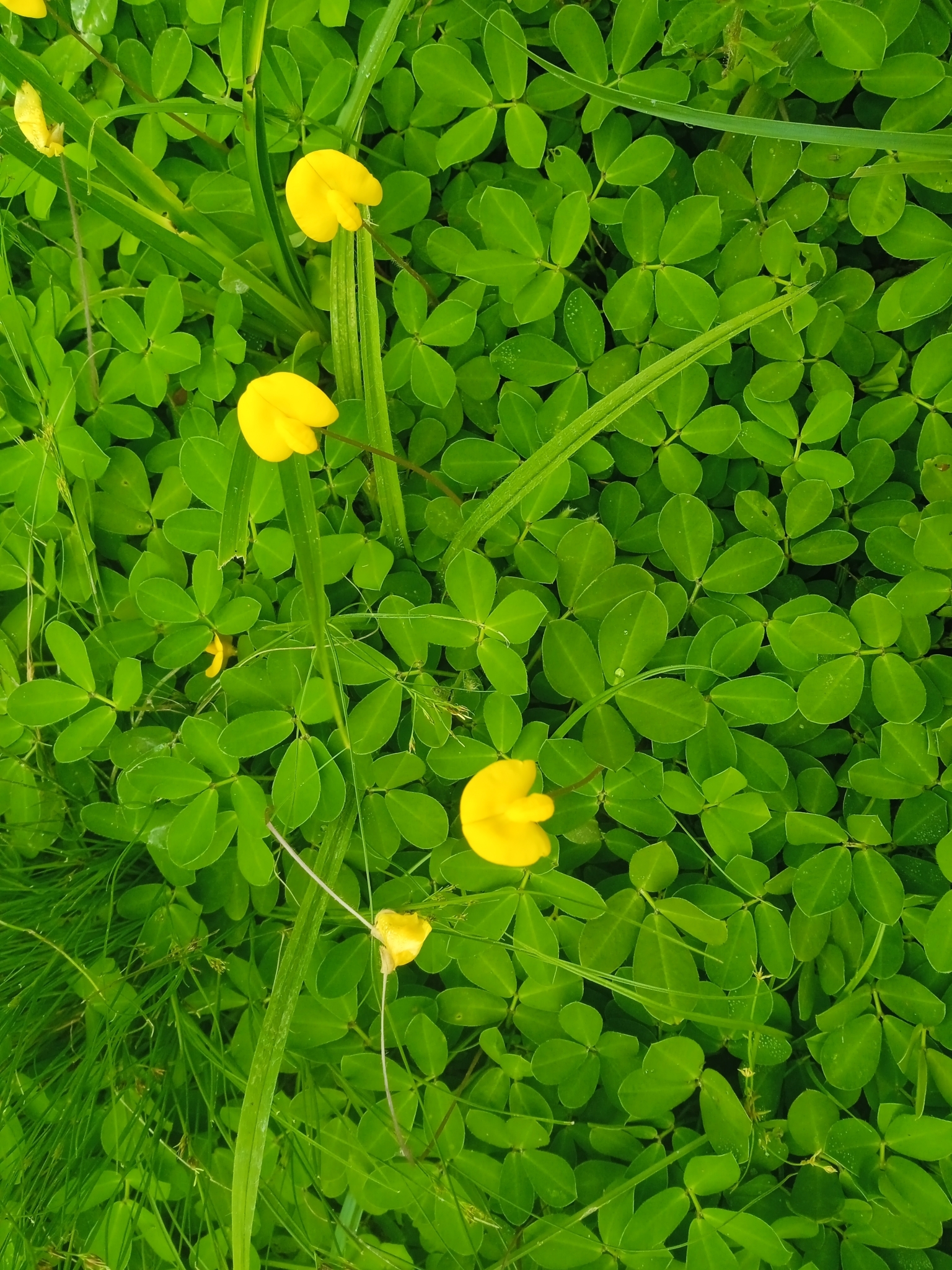 Arachis pintoi