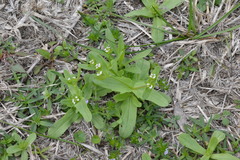 Valerianella radiata