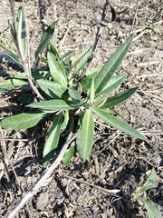 Pterocaulon virgatum