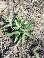 Pterocaulon virgatum