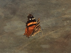 Hypanartia bella