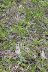 Tomostima platycarpa