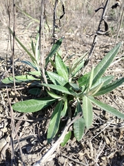 Pterocaulon virgatum