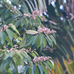 Saucerottia cyanocephala