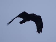 Corvus corax