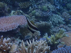 Heniochus chrysostomus