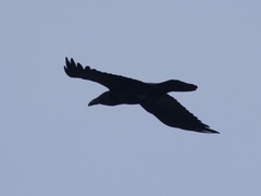 Corvus corax