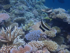 Heniochus chrysostomus