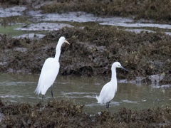Ardea alba