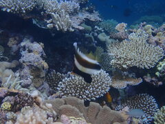 Heniochus chrysostomus