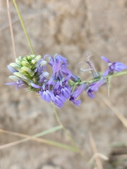 Lobelia gruina